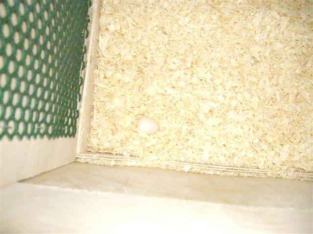 1 er oeuf 270309 (Small).jpg