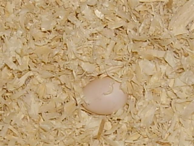 1 er oeuf (2) 270309 (Small).jpg