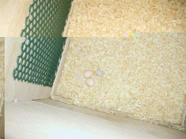 2Ã¨me oeuf 290309 002 (Small).jpg