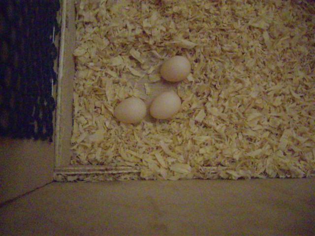 3Ã¨me oeuf 310309 003 (Small).jpg