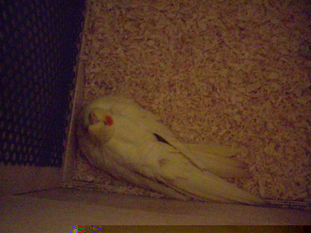 Couvaison Tchoukie 310309 002 (Small).jpg