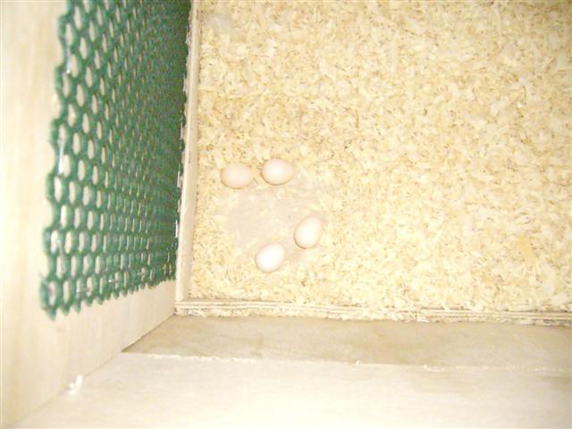 4Ã¨me oeuf 020409 002 (Small).jpg