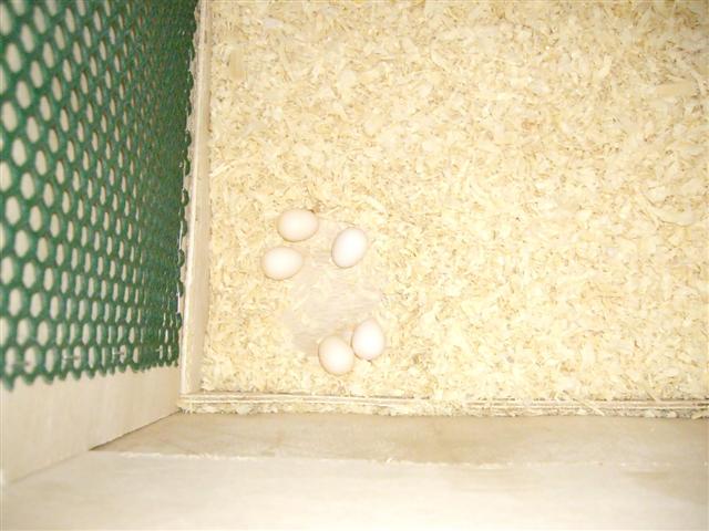 5Ã¨me oeuf 040409 001 (Small).jpg