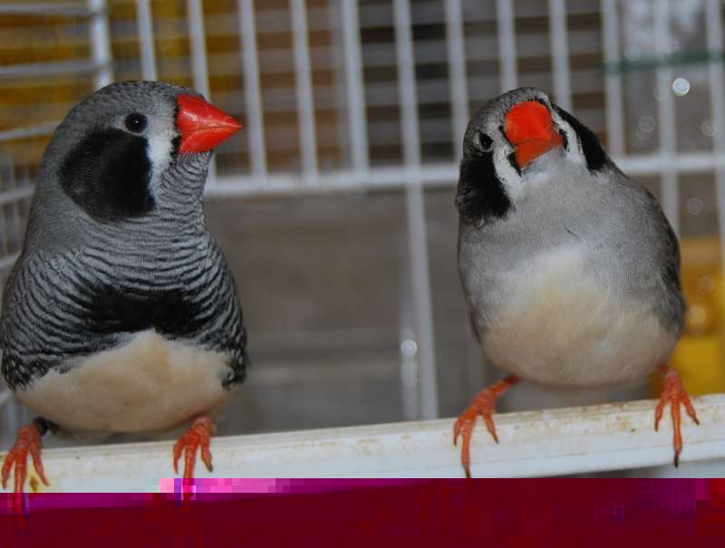 mandarin joues noires.jpg