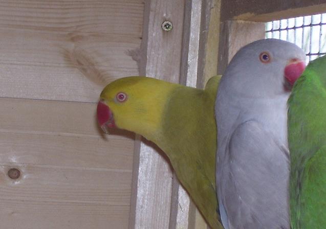 photo perruches 006.jpg