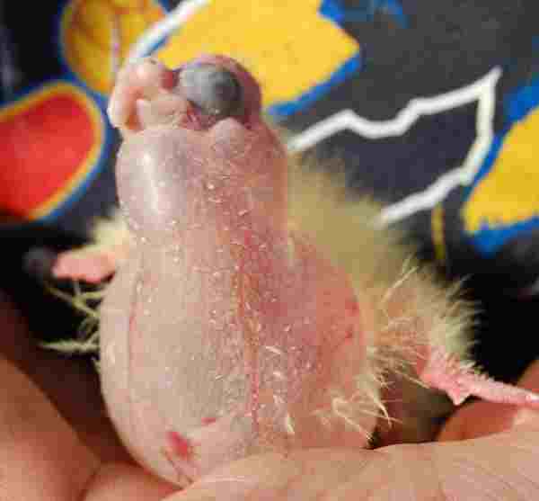 jabot bb 9 jours.jpg