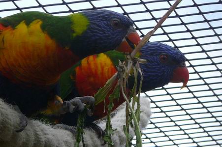 Redimensionnement de P1020351.JPG