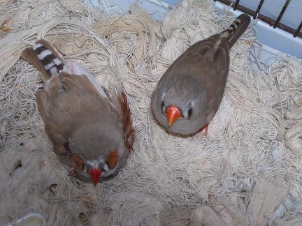 photo tourterelles 003.jpg