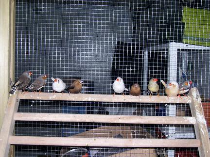 photo mandarins1.jpg