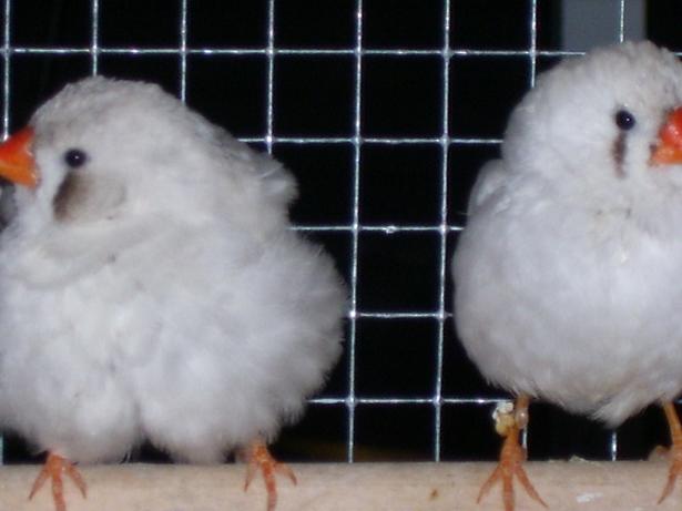 photo tourterelles 020.jpg