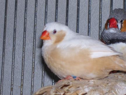 photo tourterelles 023.jpg