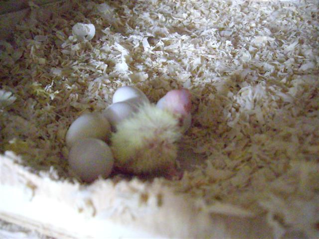 1er bb 180409 006 (Small).jpg