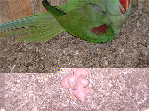 Les petits avec la maman (Small) (Custom) (Custom).JPG