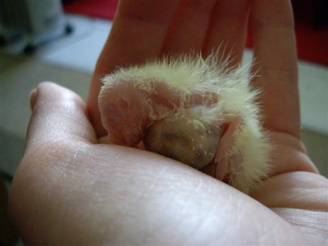 1er bb 190409 001 (Small).jpg