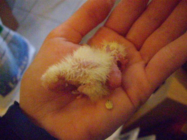 2 bb 200409 003 (Small).jpg