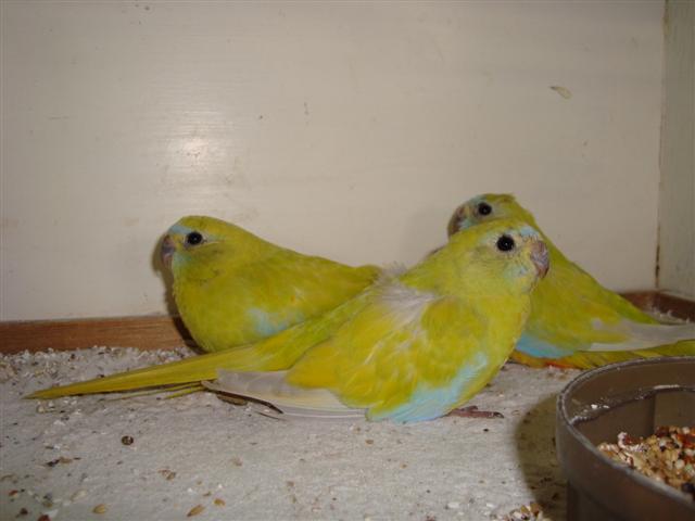 FOIRE DE BRIGNOLES 01 TURQUOISINES JAUNES (Small).JPG