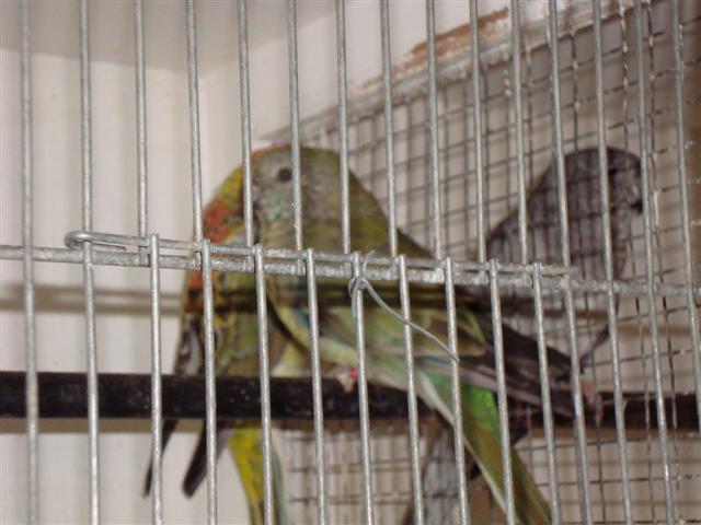 FOIRE DE BRIGNOLES 02 CROUPIONS (Small).JPG