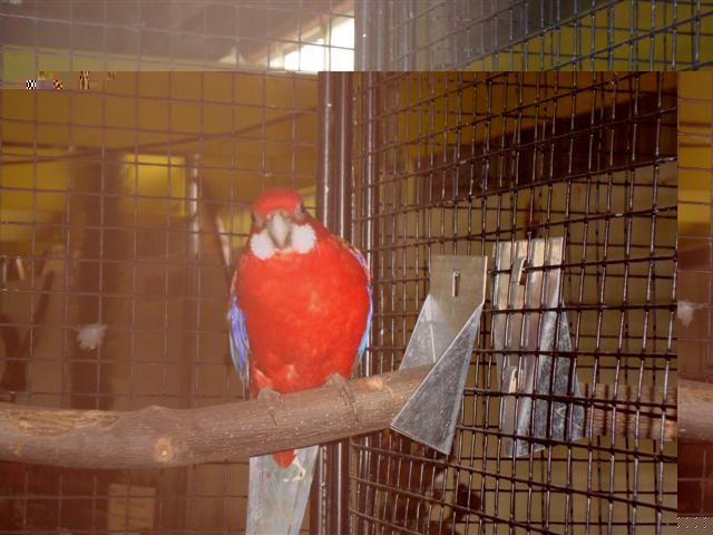 FOIRE DE BRIGNOLES 04 OMNICOLORE OPALINE (Small).JPG