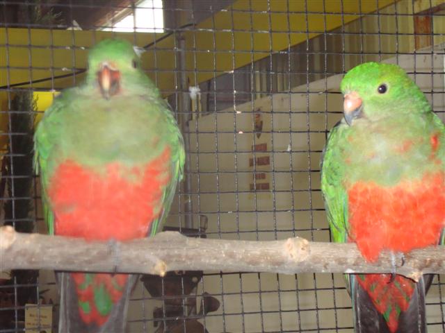 FOIRE DE BRIGNOLES 05 MÃ‚LES ROYALES (Small).JPG