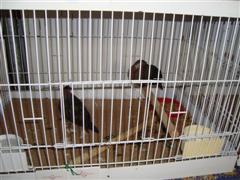 FOIRE DE BRIGNOLES 06 COLOMBES EXOTIQUES (Small) (WinCE).JPG