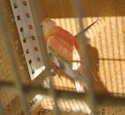 DSC04096 [800x600]2.JPG