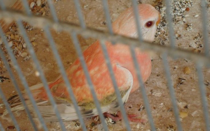 DSC04098 [800x600]2.JPG