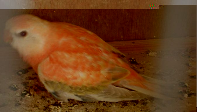 DSC04101 [800x600]2.JPG