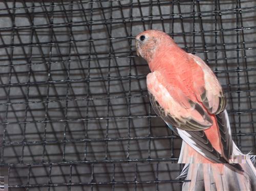 REPRO 2009 2 Bourkes Femelle Repro (Custom).jpg