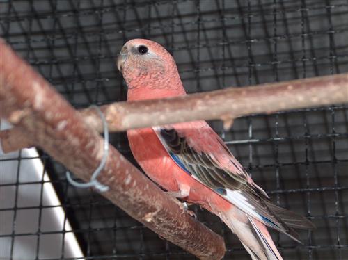 REPRO 2009 2 Bourkes MÃ¢le repro (Custom).jpg