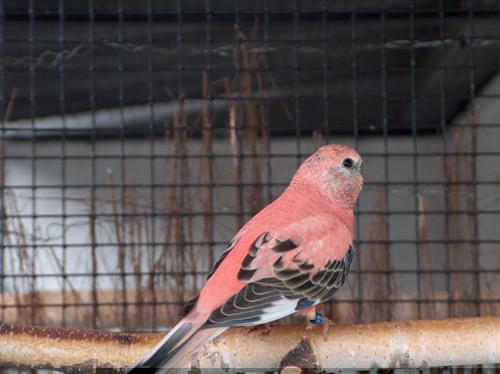 REPRO 2009 2 Bourkes 1 MÃ¢le repro (Custom).jpg