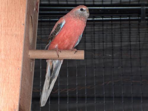 REPRO 2009 2 Bourkes 1 Femelle repro Bis (Custom).jpg