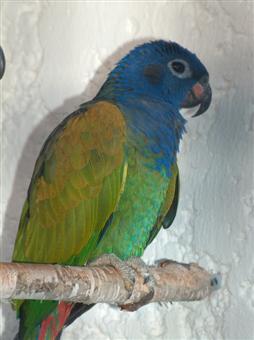 Edouard II (Custom).jpg