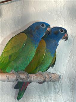 Edouard II & Olga 6 (Custom).jpg