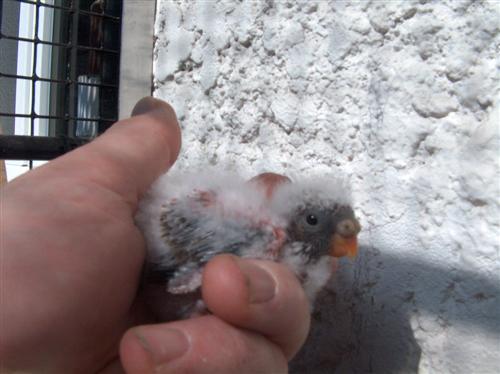 REPRO 2009 2 AinÃ© 2 (Custom).jpg