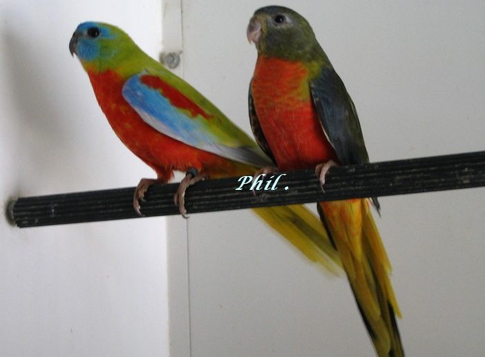 cple turq gris vert.jpg