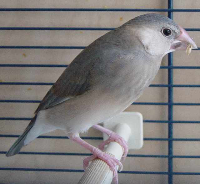 mÃ¢le 2 Ã¨me.jpg