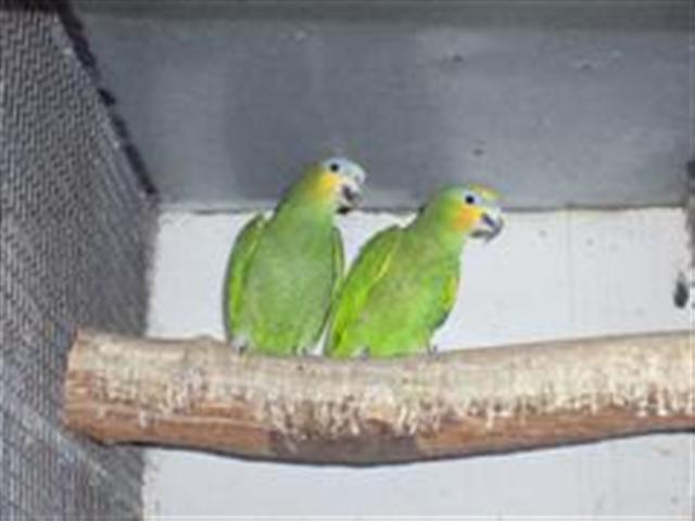 PIC_0017 (WinCE) (Small).JPG