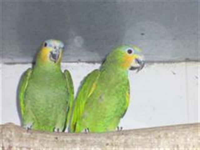 PIC_0018 (WinCE) (Small).JPG