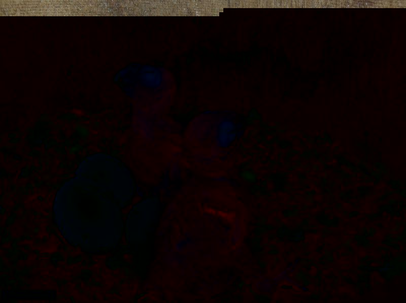 auricapilla 2009.jpg