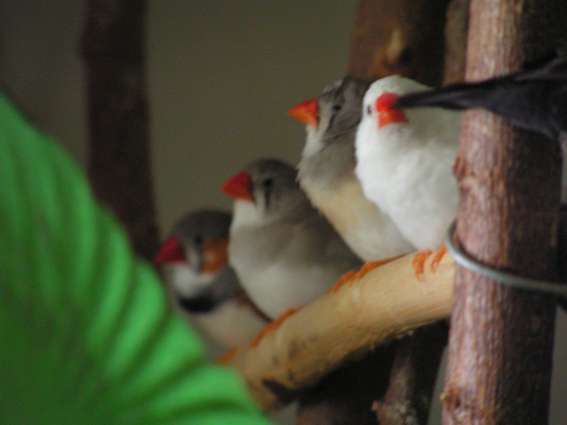 Quelques mandarins.jpg