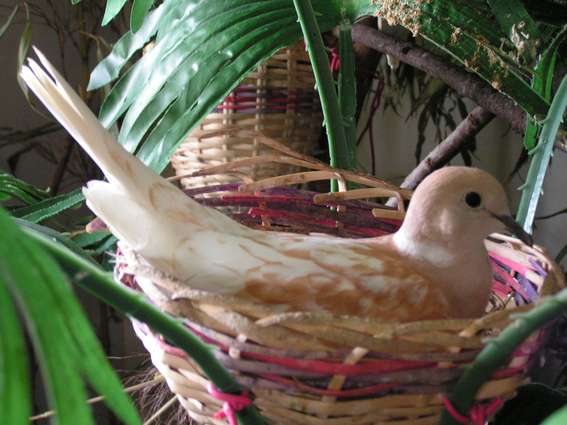 Tourterelle phaeo.jpg