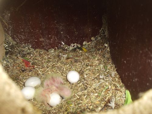 Perruches souris.jpg