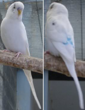 double fator dominant pied.jpg