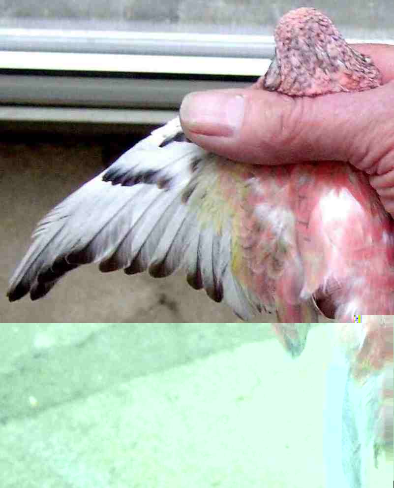 bourke  opalineedged dilute.jpg