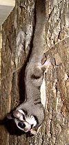 100px-Sugarglider_hp.jpg