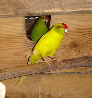 Photos Kakarikis.JPG