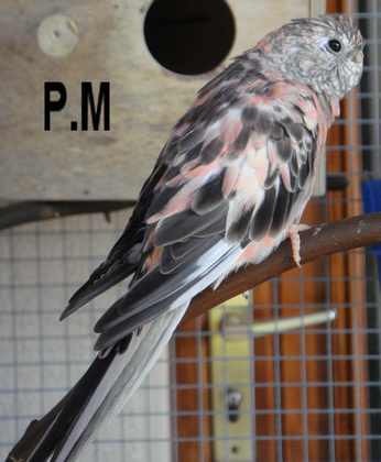 bourke mutation P.M.jpg