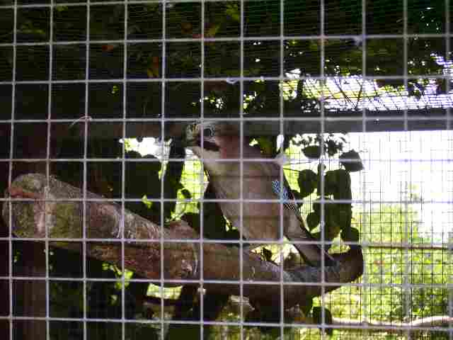 geai des chÃªne.jpg