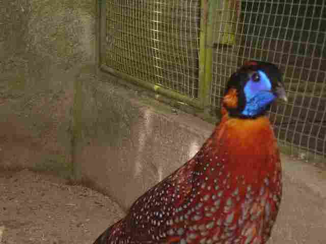 tragopan.jpg