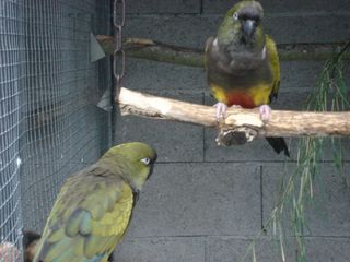 couple de pata 2.jpg